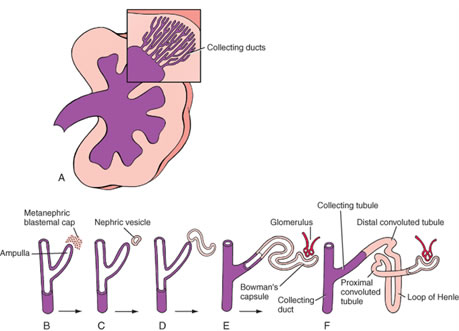 kidneyTubules